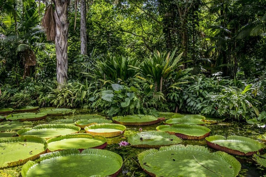 Maravillas de Brasil